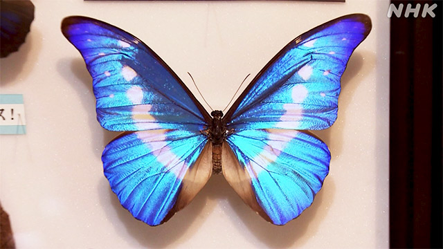 フルオーダー 蝶の標本 通販